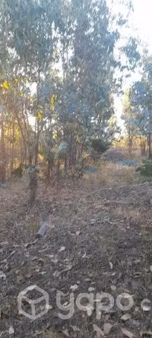 Campo forestal