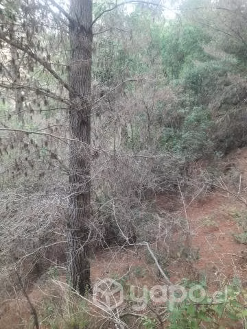 Terreno de 16 hectareas con 84 areas