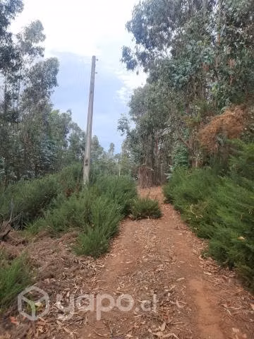 Terreno de 16 hectareas con 84 areas