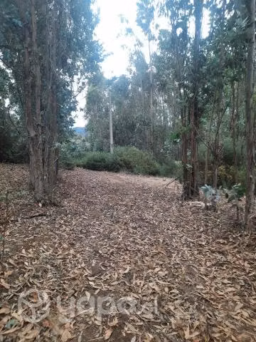Terreno de 16 hectareas con 84 areas