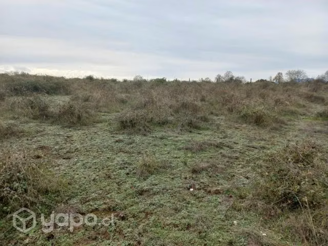 Venta terreno de 3 hectáreas San Carlos Ñuble
