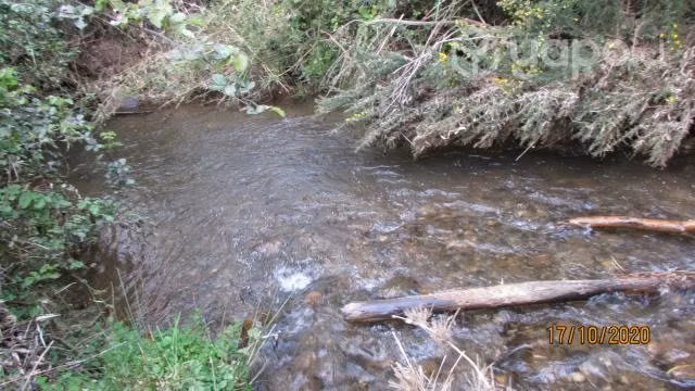 Parcela-- Pellahuen= Naturaleza