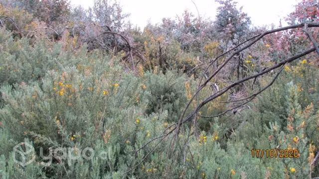 Parcela-- Pellahuen= Naturaleza
