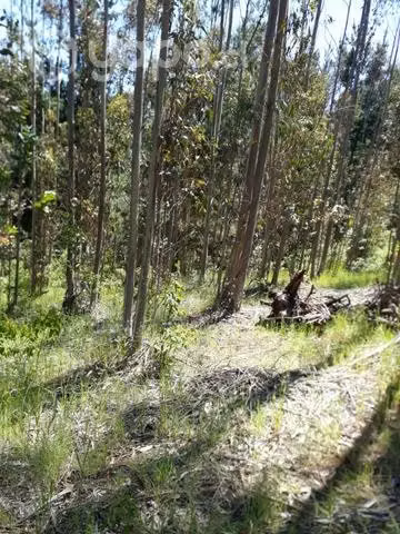 Se vende terreno en zona rural en Cholchol