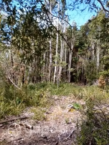 Terreno con bosque nativo