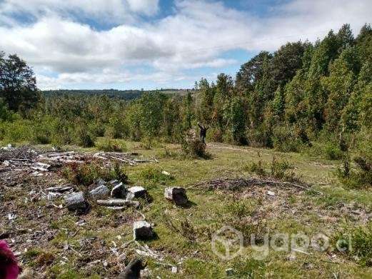 Terreno con bosque nativo - Imagen 3