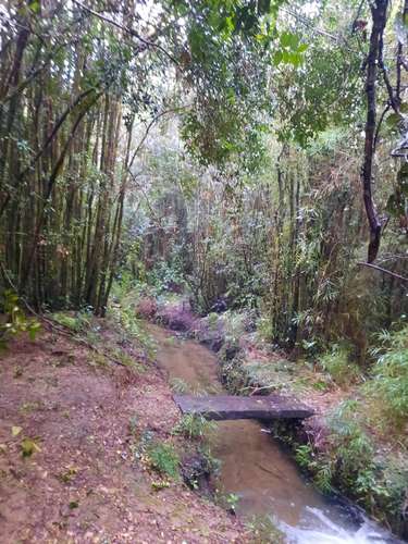 Parcela con casa, tinaja, estero,bosque de copihue - Imagen 7