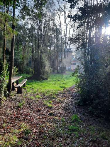 Parcela con casa, tinaja, estero,bosque de copihue - Imagen 8