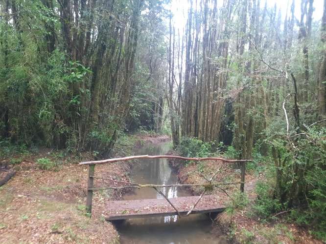 Parcela con casa, tinaja, estero,bosque de copihue - Imagen 9