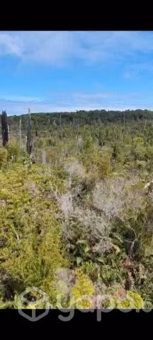 Terreno, Parcela B37 Los Muermos Región De Los Lagos - Imagen 13