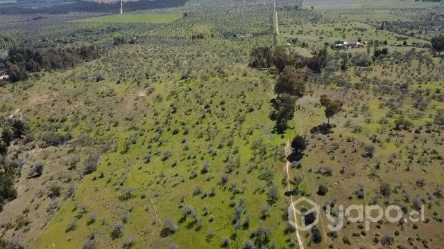 Se venden 109 hectareas en hualve cauquenes