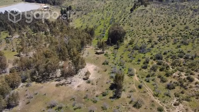 Se venden 109 hectareas en hualve cauquenes