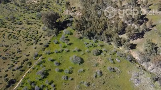 Se venden 109 hectareas en hualve cauquenes
