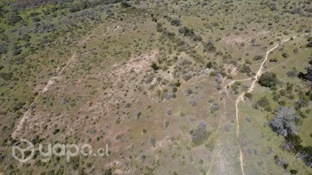 Se venden 109 hectareas en hualve cauquenes