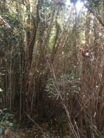 Hermosa Terreno Costero en Chiloé