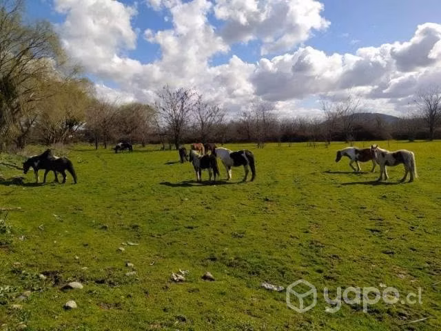 Parcela 5000 m2 con Rol a 10 min. de Talca - Imagen 4