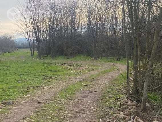 Parcela 5000 m2 con Rol a 10 min. de Talca - Imagen 6