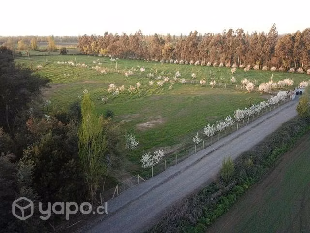 Parcela de agrado sector El Sauce San Carlos Ñuble - Imagen 5