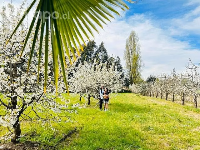 Parcela de agrado sector El Sauce San Carlos Ñuble