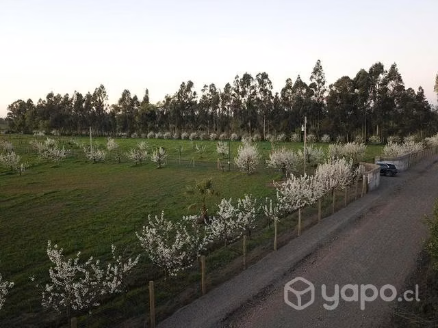Parcela de agrado sector El Sauce San Carlos Ñuble - Imagen 6
