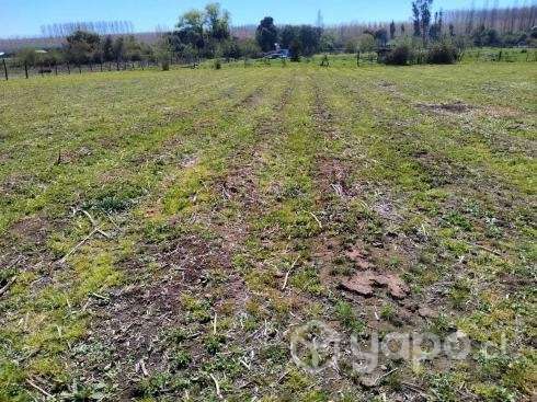 Venta de terreno 3.3 hectareas con casa - Imagen 10