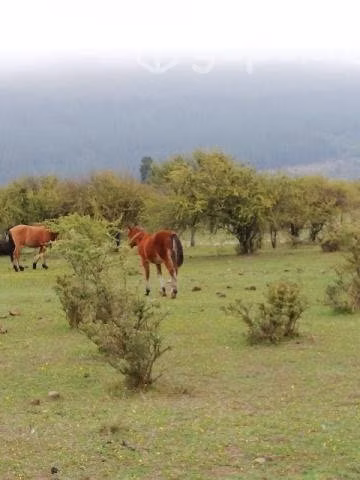 Vendo terreno en Lago Colbún Machicura - Imagen 16