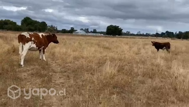 Vendo terreno