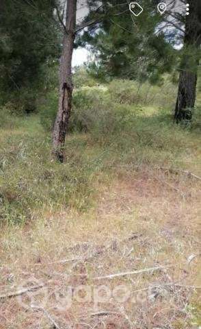 Vendo terreno en Yumbel - Imagen 6