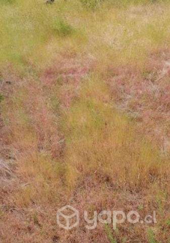 Vendo terreno en Yumbel - Imagen 2