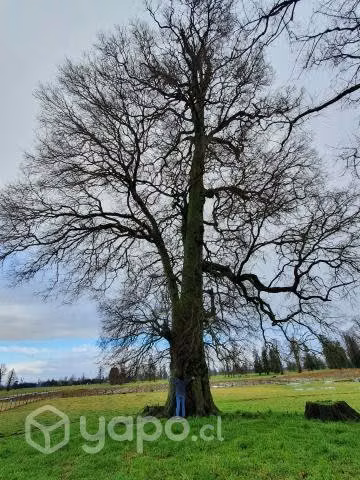 Parcela en Osorno, Casa de Lata