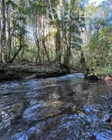 Parcela Bosques del Llaima