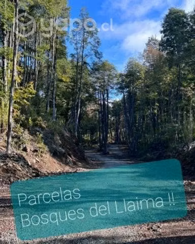 Parcela Bosques del Llaima