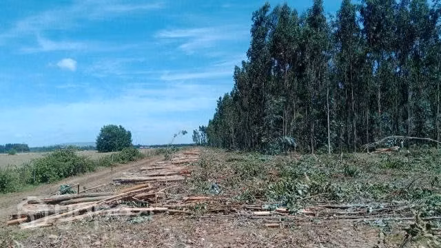 Parcela Rural a minutos de Freire - Imagen 3