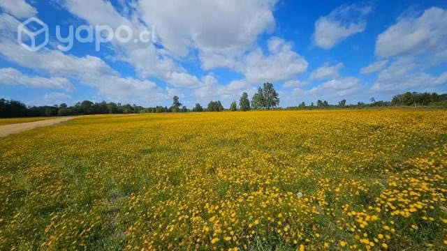 Terrenos de 5000mts sur de chile comuna de fresia