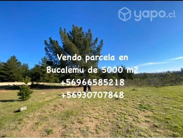 VENDO PARCELA EN BUCALEMU DE 5000 m2