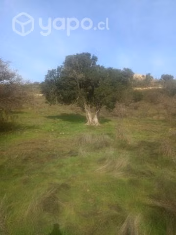 Parcela en litueche - Imagen 3