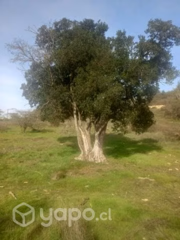 Parcela en litueche - Imagen 5
