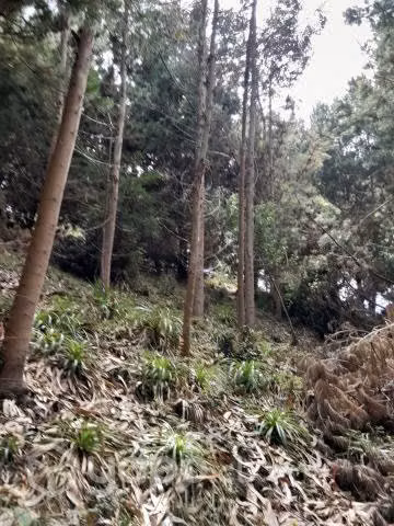 Terreno 2.6 hectareas