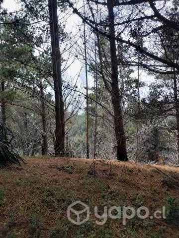 Terreno 2.6 hectareas