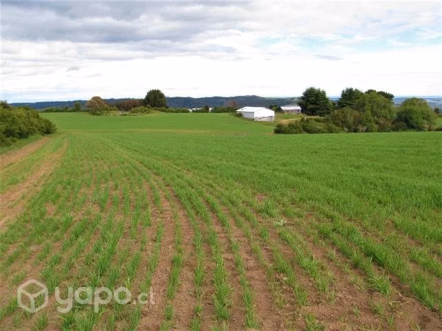 Campo Agrícola 60 Has