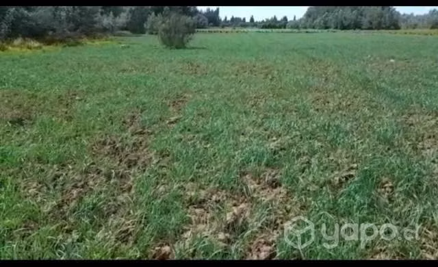 Terreno
