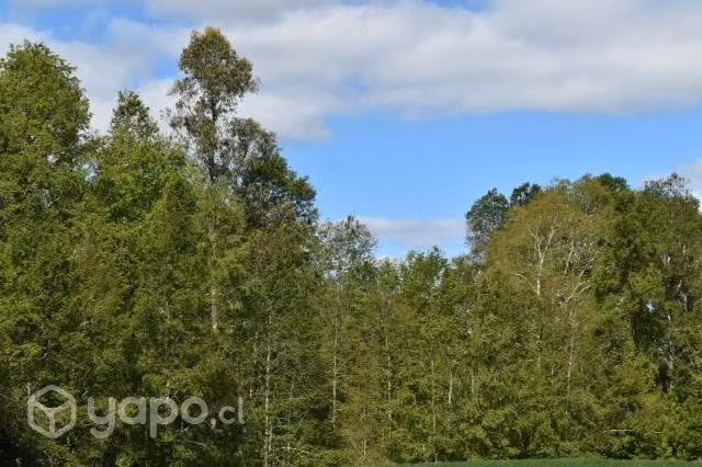 24 hectáreas de campo chileno - Imagen 2