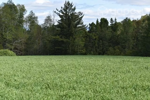 24 hectáreas de campo chileno - Imagen 4