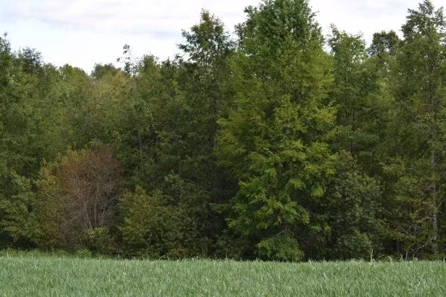 24 hectáreas de campo chileno