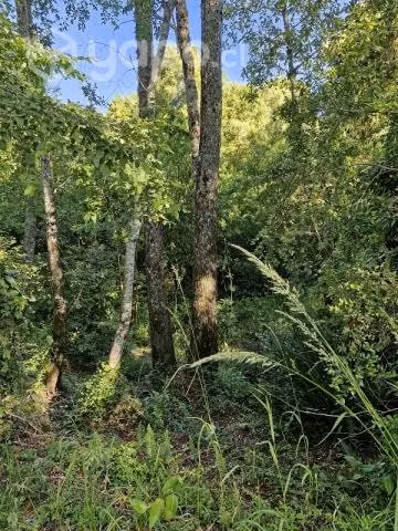 PARCELA 1 hectárea en sector Nanihue - Imagen 9