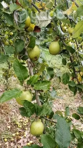 PARCELA 1 hectárea en sector Nanihue - Imagen 7
