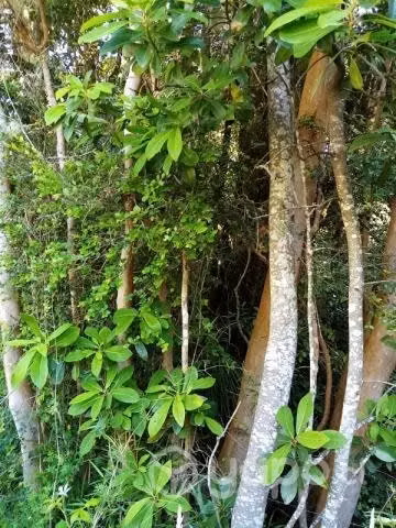 PARCELA 1 hectárea en sector Nanihue - Imagen 10