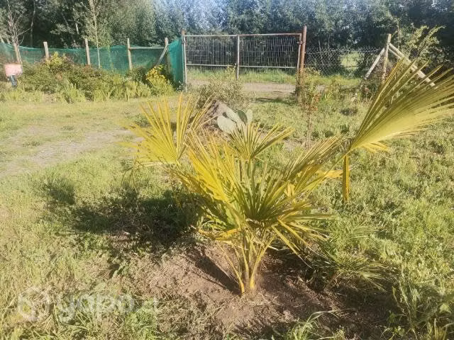 Parcelas con casa y quinta
