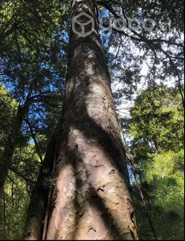 20 hectáreas de campo