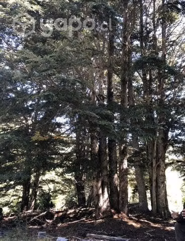20 hectáreas de campo